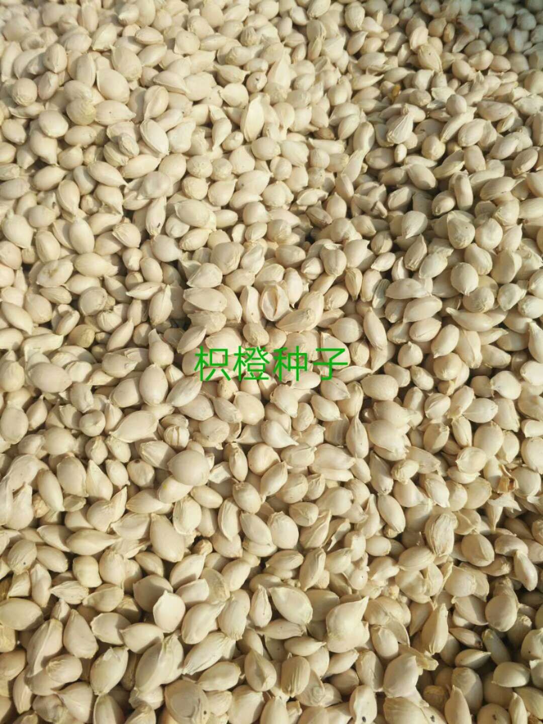 枳橙种子  帜橙种子