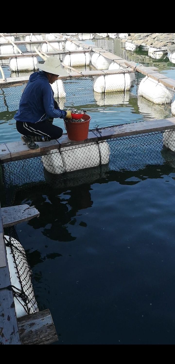  珍珠龙胆鱼，石斑鱼