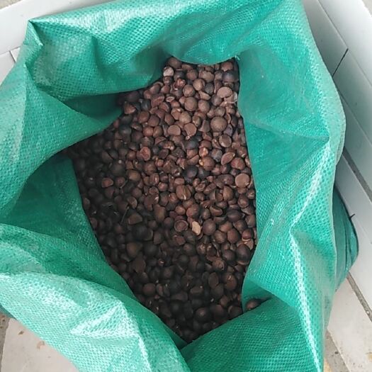 常德 老树野山茶油！！脂肪含量低，及其易吸收。可外敷小孩湿疹实用