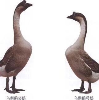 佛山 清远黑粽鹅棚鹅
