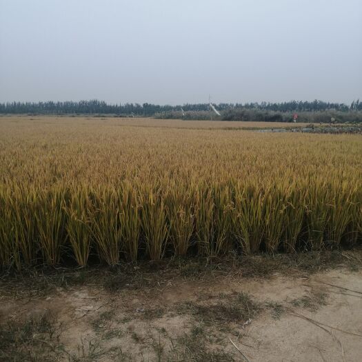 东营粳稻谷 ，大量供应优质水稻