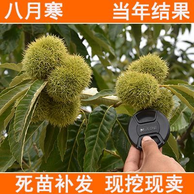 平邑县 嫁接板栗苗八月寒板栗树苗南方北方种植当年结果特大栗子树苗