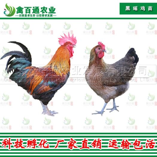 广州 黑瑶鸡苗 青脚土鸡苗 雪山草鸡苗  质量保证包打疫苗