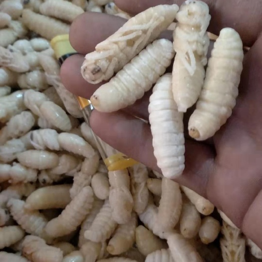 西峡县土蜂蛹，金环蜂蛹，地蜂蜂蛹，一级二级混合蛹，单一级二级蛹
