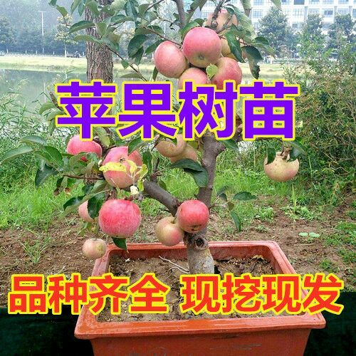 平邑县 嫁接苹果树苗南北方种植新品种红富士红肉苹果当年结果全国包邮