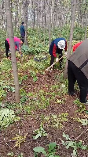 花魔芋 预防软腐病从种子消毒开始