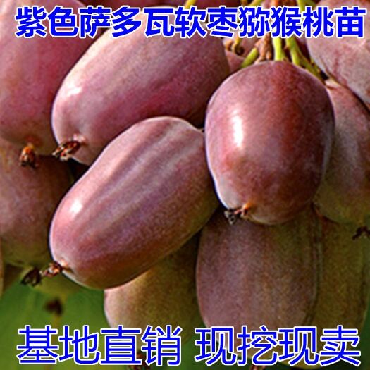 平邑县翠玉猕猴桃苗 紫色萨多瓦软枣猕猴桃树苗盆栽地栽南方北方四季种植
