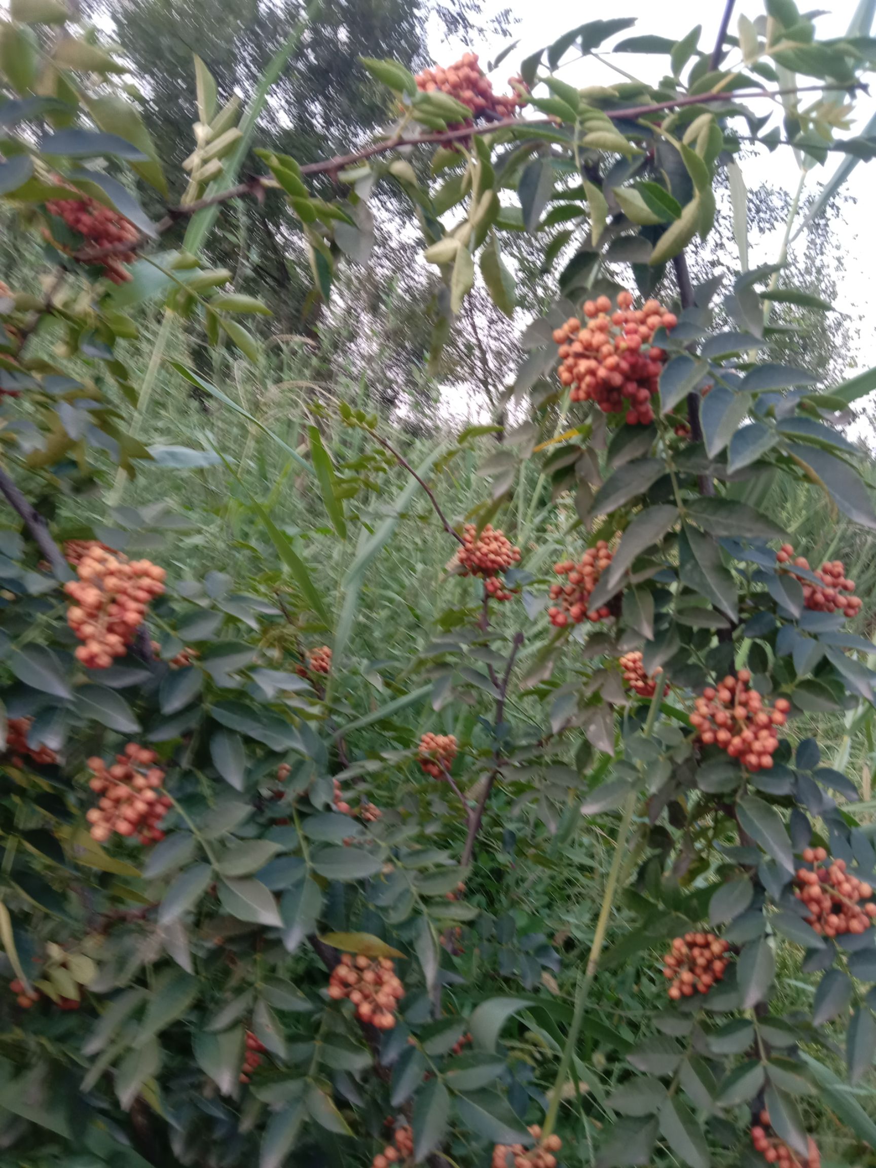 大红袍花椒苗