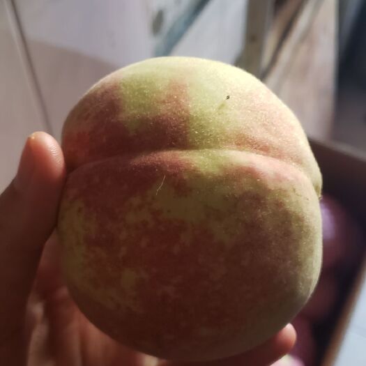 海阳市 金秋蜜桃，大量提供，个大，很甜