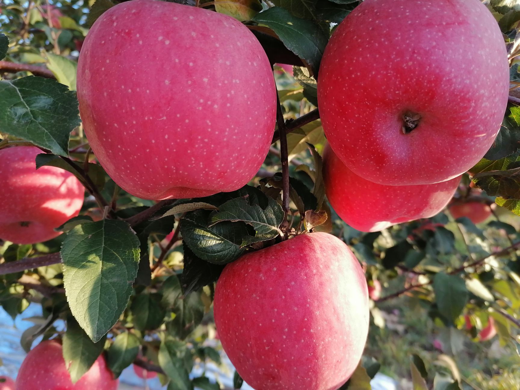 高原红苹果，产地直发，现在现发，口感脆甜，颜色红，果形正