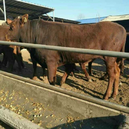 肉牛基地现售大小利木赞肉牛好品种
