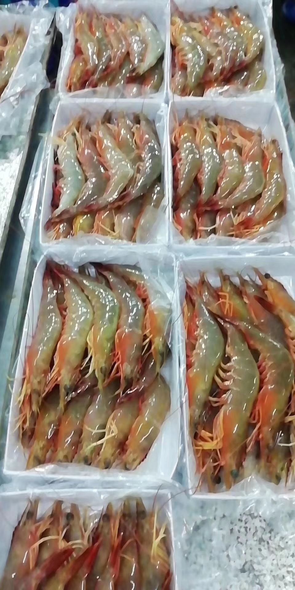 青虾  欢迎各位土豪老板们哈[抱拳]我家海鲜做的是质量质量提供
