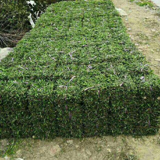 广州大叶油草