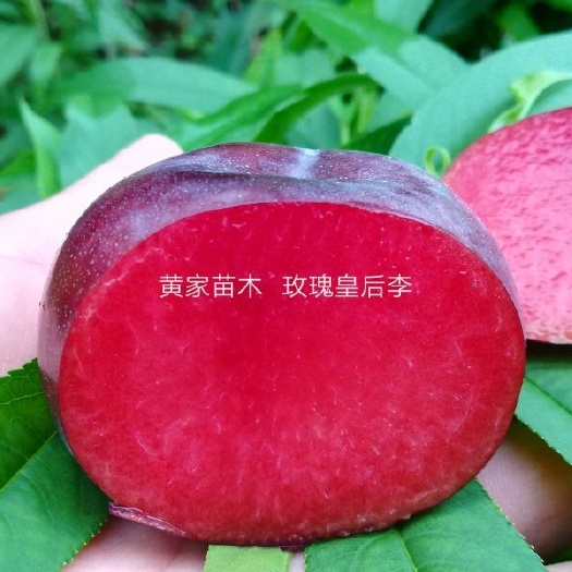 当阳市玫瑰皇后李苗 玫瑰皇后李特早熟李个头大味道特甜离核