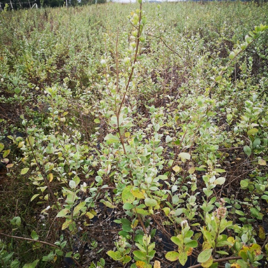洞口县蔓荆子苗 基地热销  单叶蔓荊子苗