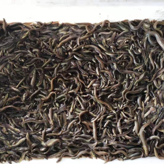 泥鳅苗 纯品泥鳅3一5公分