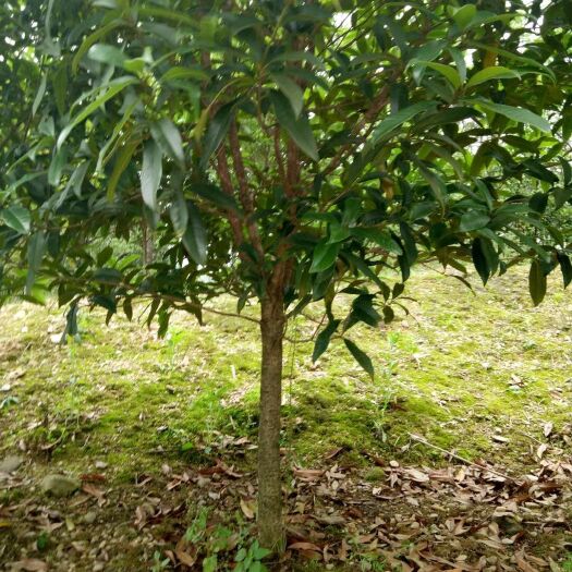 大余县金桂  桂花