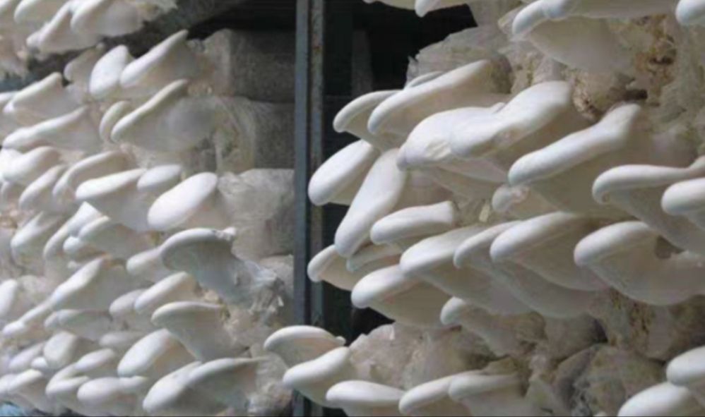 石河子市阿魏菇菌种 白灵菇母种一级种 蘑菇种子 蘑菇菌大量预订中