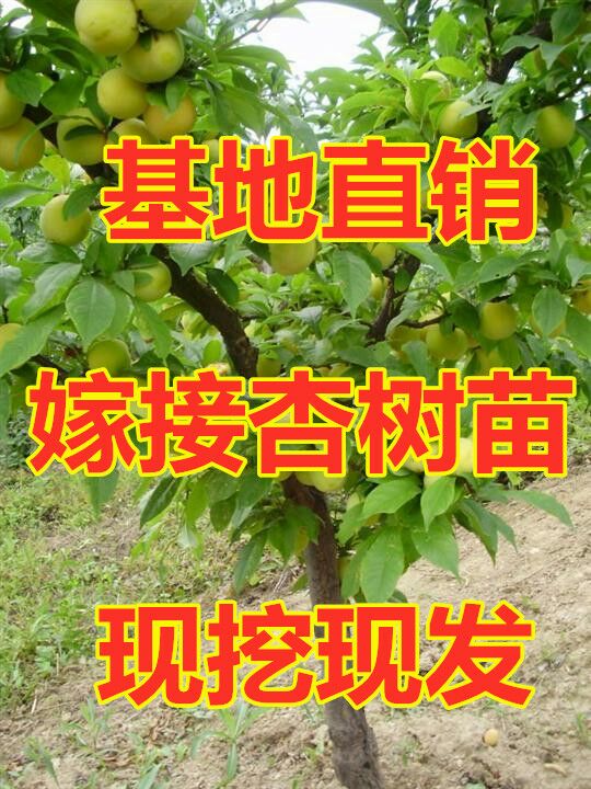 平邑县 嫁接杏树苗南北方种植庭院果树盆栽当年结果全国包邮