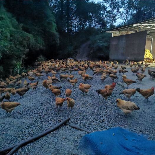 重庆市 跑山鸡