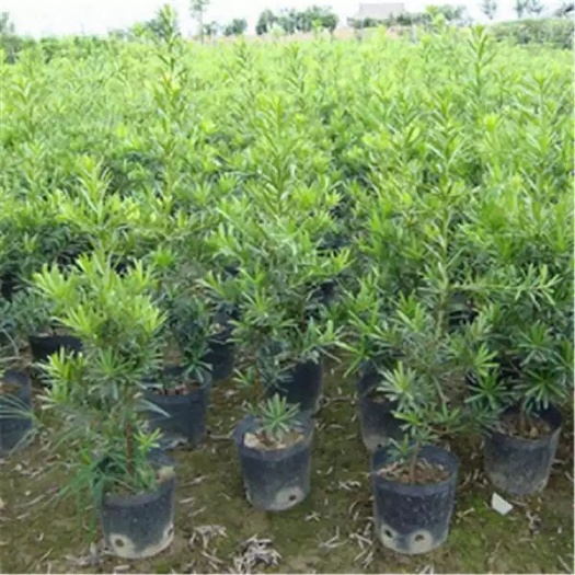 揭西县 专业罗汉松种植基地，什么规格都有
