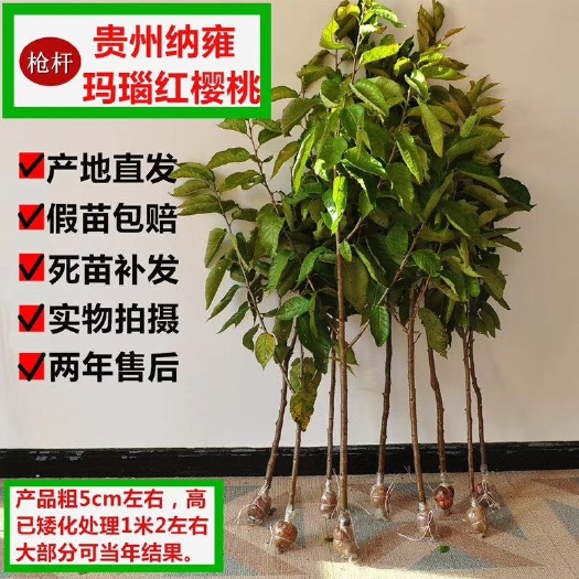 纳雍县 总溪河玛瑙红樱桃苗当年挂果