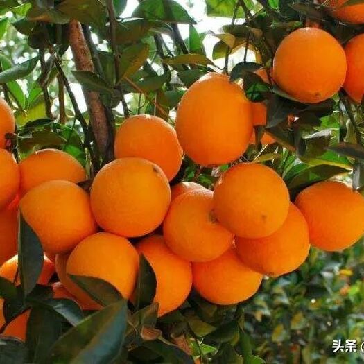 于都县 正宗江西赣南脐橙