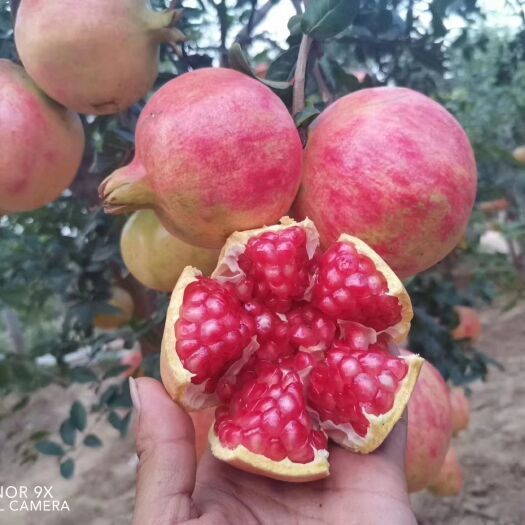 荥阳市 正宗河阴软籽石榴