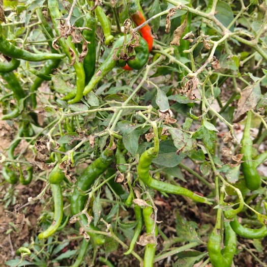 新绛县 二荆条辣椒