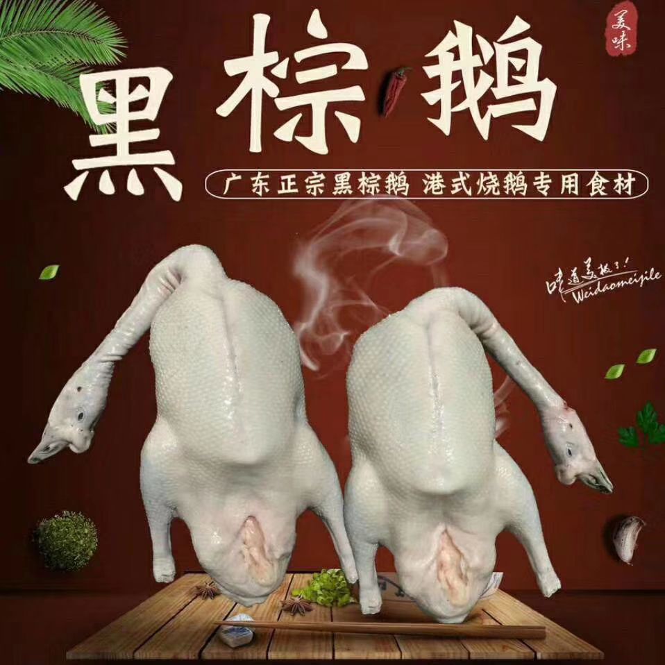 清远黑粽鹅棚鹅