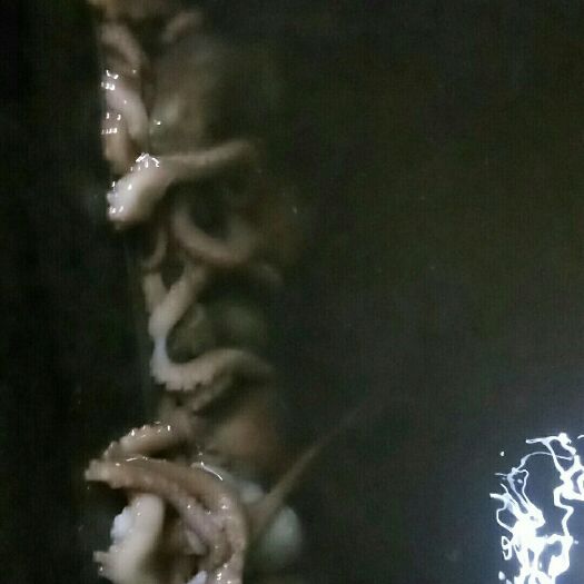 荣成市章鱼 八爪鱼