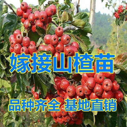平邑县 嫁接山楂树苗南北方种植大五棱金星甜红子包品种当年结果包邮