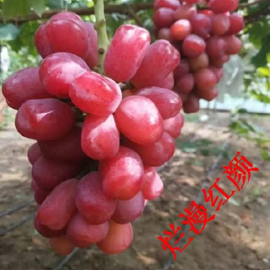兴城市浪漫红颜葡萄苗，一年生贝达嫁接