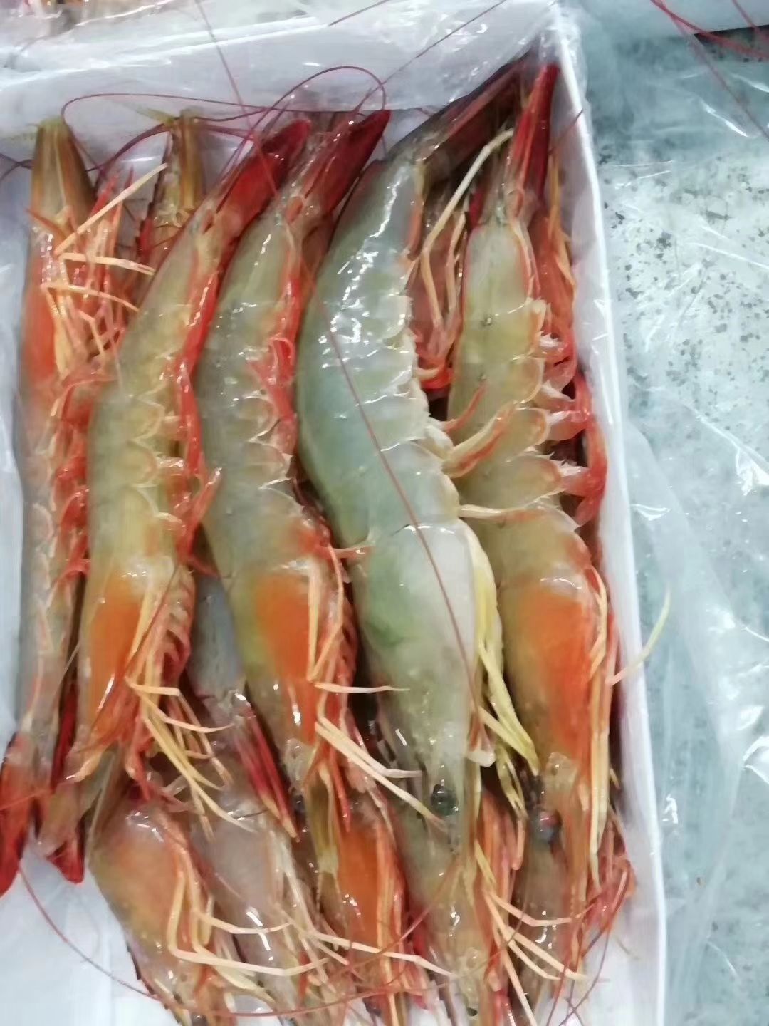 青虾  欢迎各位土豪老板们哈[抱拳]我家海鲜做的是质量质量提供