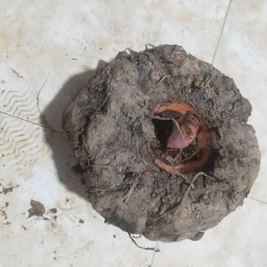 桂东县药用魔芋