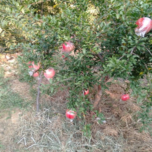 蒙阴县 这款是半口石榴，味道酸酸甜甜，特别适合孕妇及老年人