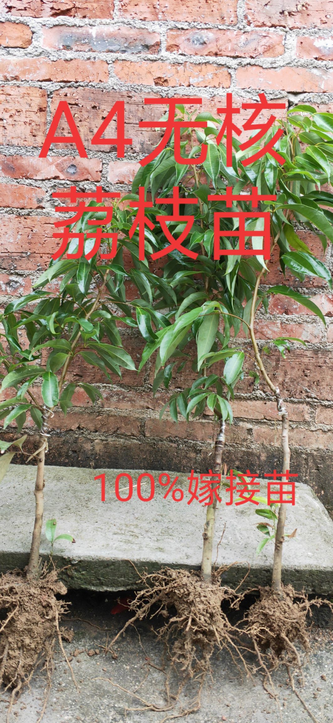 冰荔枝，无核，桂味，仙进奉嫁接，产地直销 ，技术指导种植