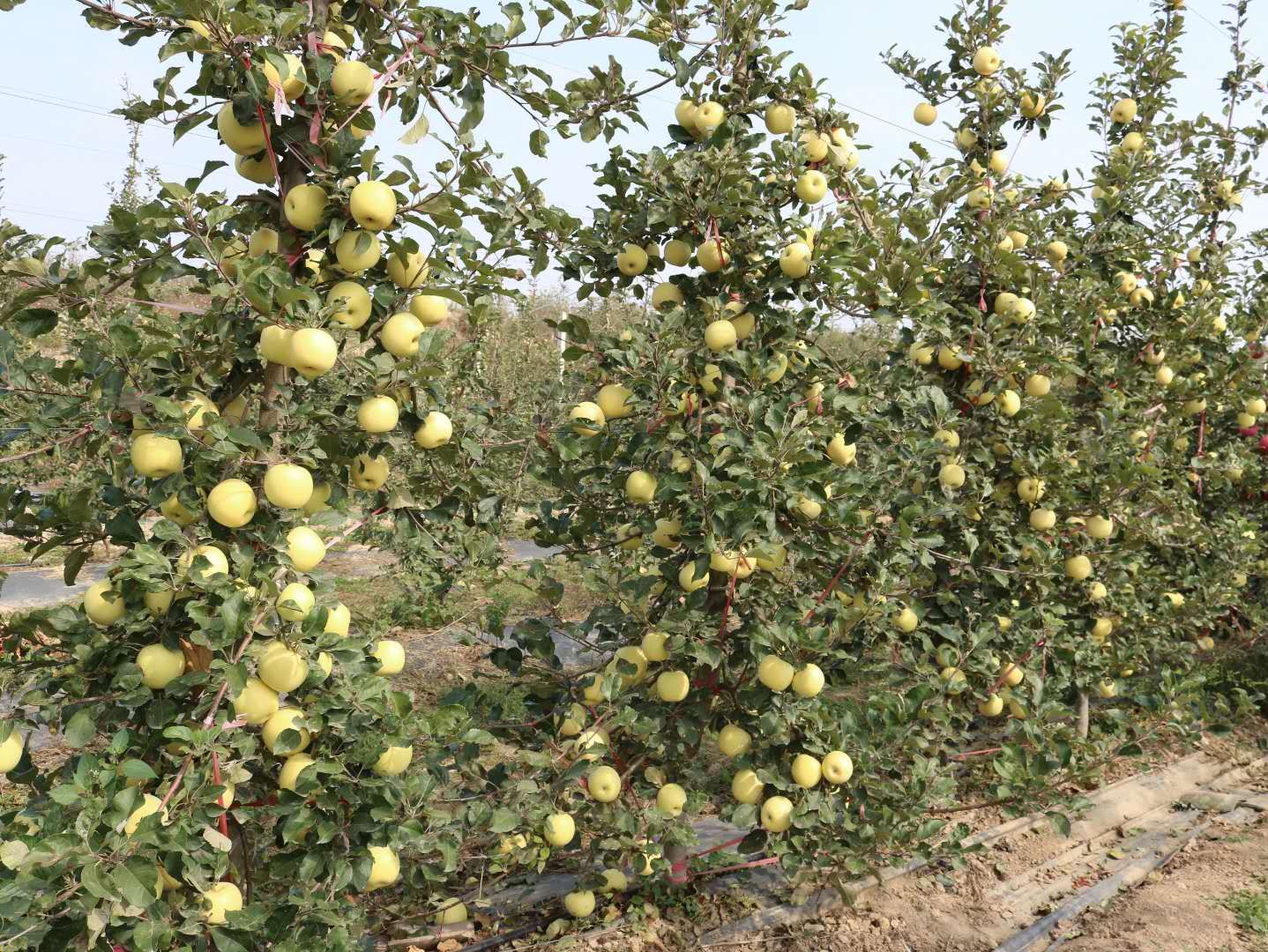  矮化苹果树苗出售 山东苹果苗基地