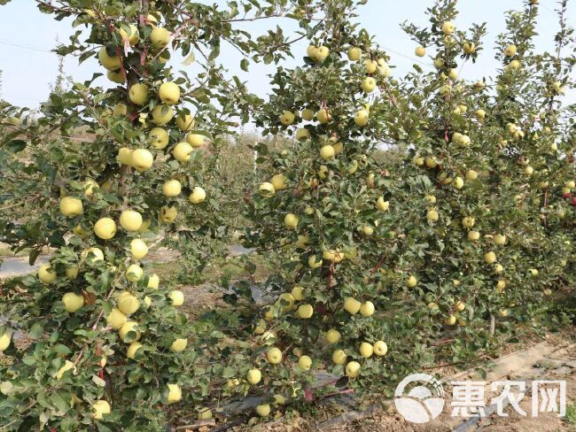  矮化苹果树苗出售 山东苹果苗基地