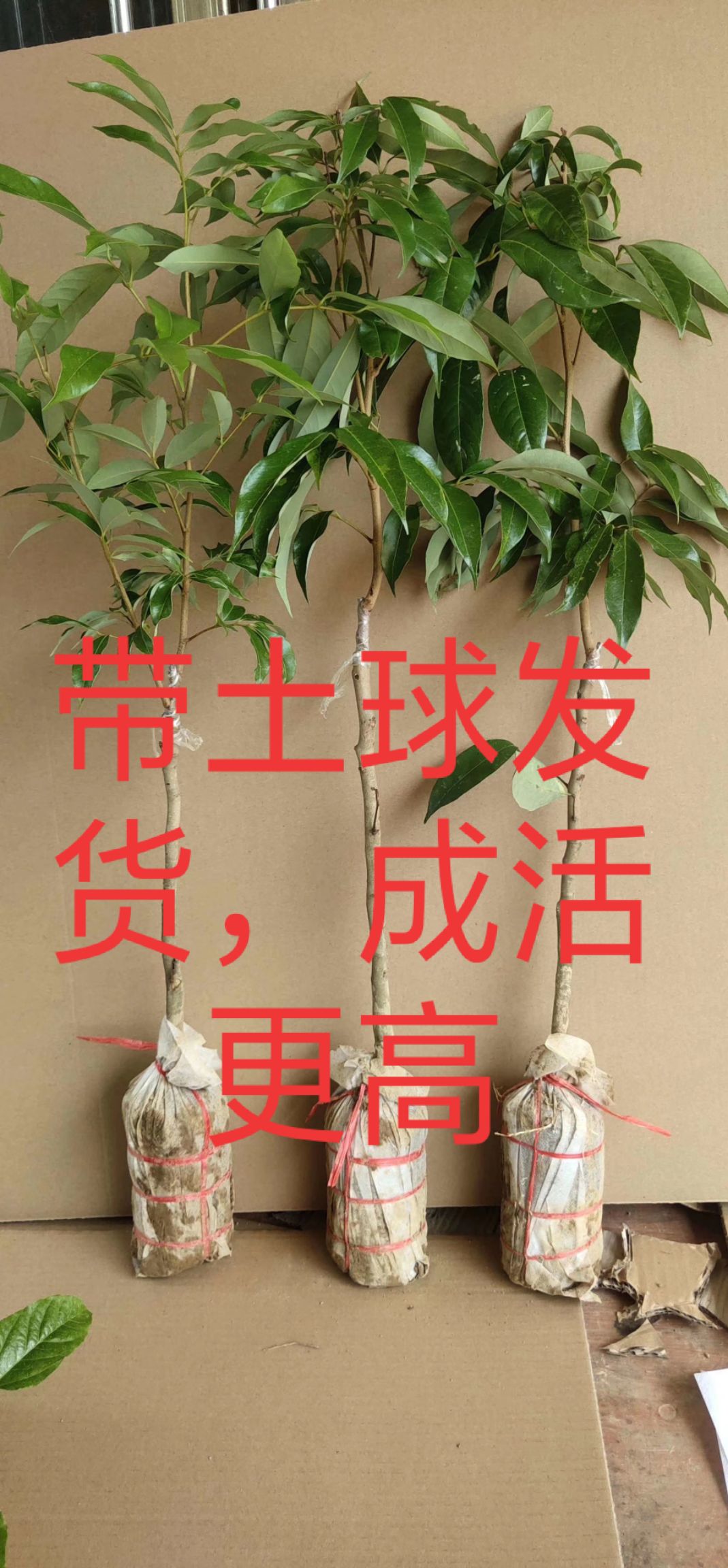 冰荔枝，无核，桂味，仙进奉嫁接，产地直销 ，技术指导种植