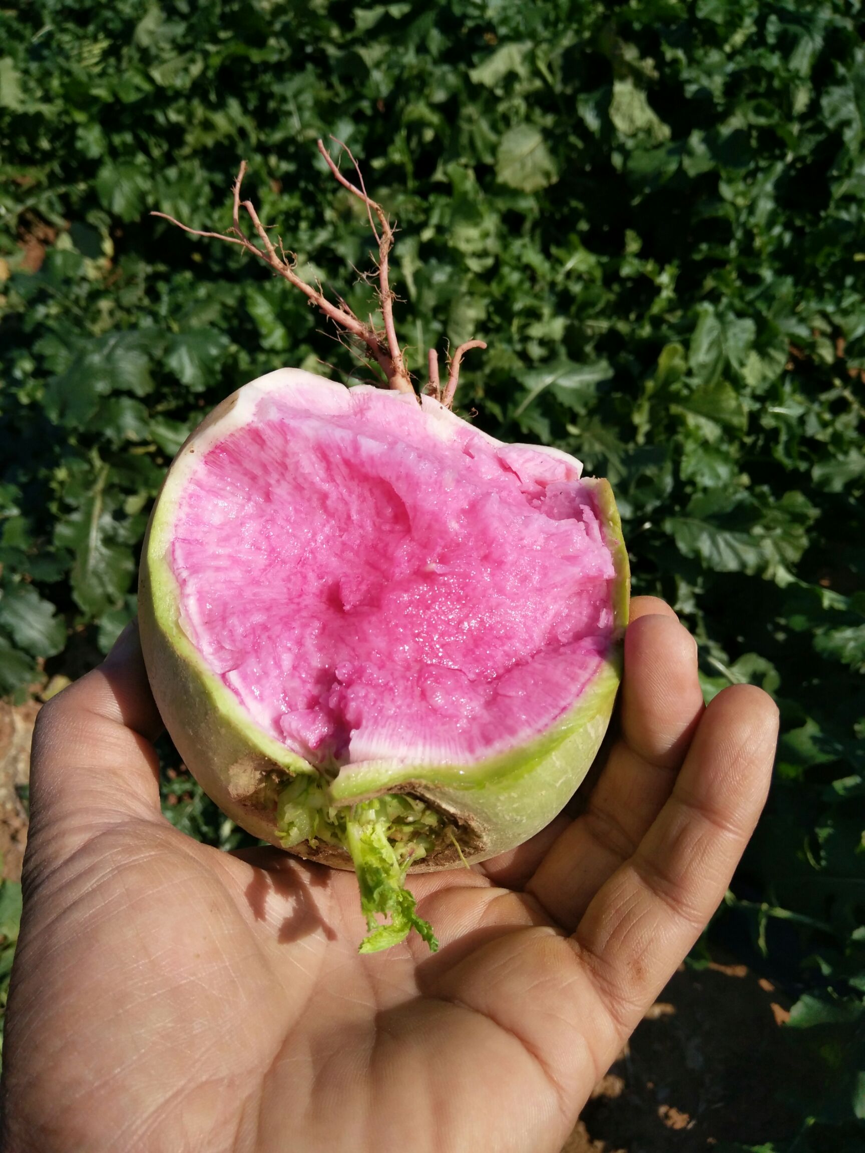 心里美蘿卜 專業(yè)電商一件代發(fā)