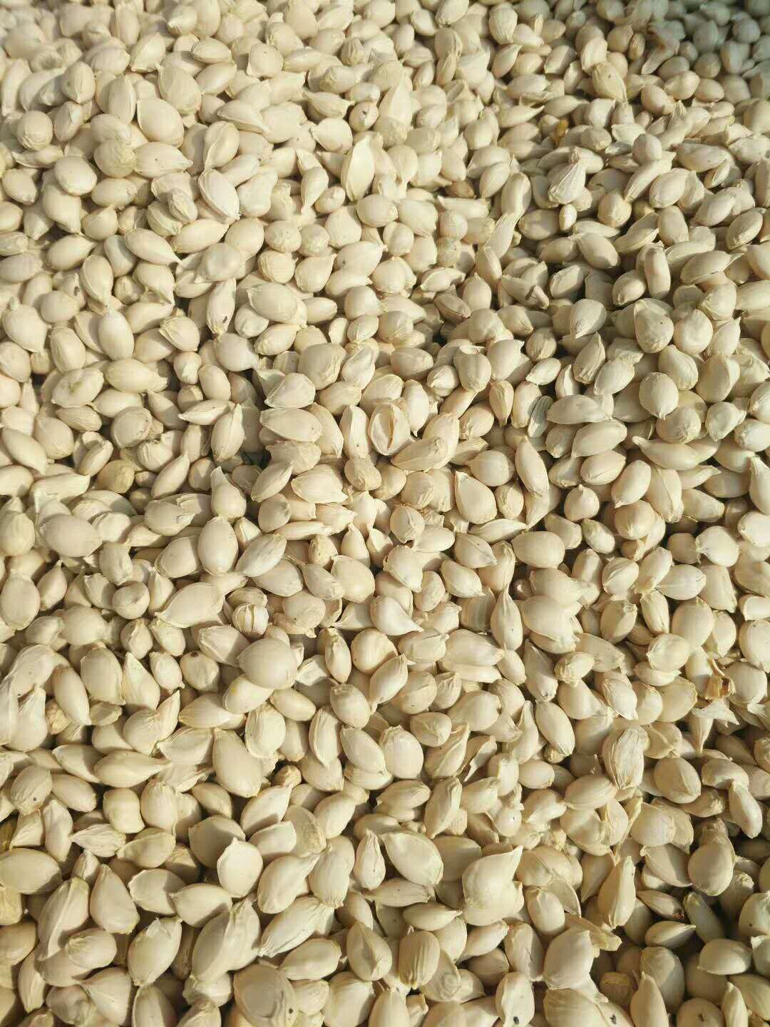 枳橙种子  帜橙种子