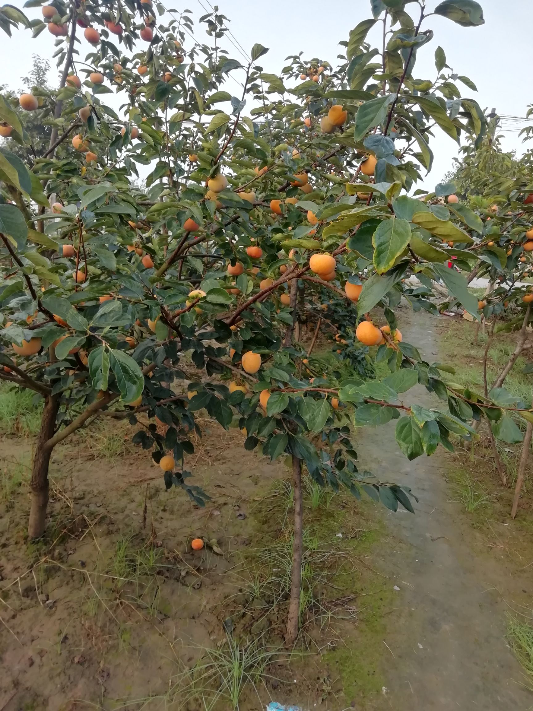 阳丰甜柿 陕西礼泉