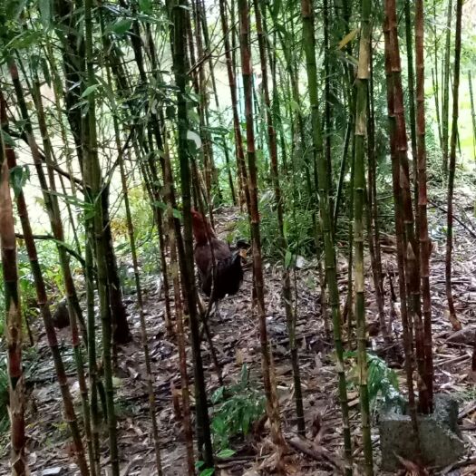 重庆市 真正的土鸡