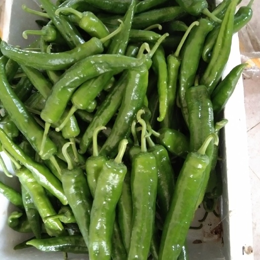 博白县新一代辣椒 20cm以上 微辣 靑色