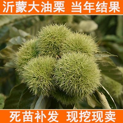 平邑县沂蒙大油栗苗 嫁接板栗果树苗沂蒙山大板栗盆栽地栽庭院油板栗苗红光板栗种苗