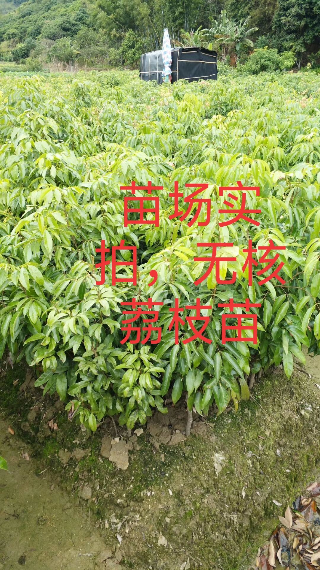 冰荔枝，无核，桂味，仙进奉嫁接，产地直销 ，技术指导种植