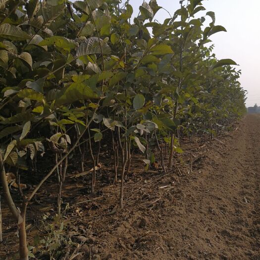 泰安 核桃苗种植基地  山东核桃苗专业培育