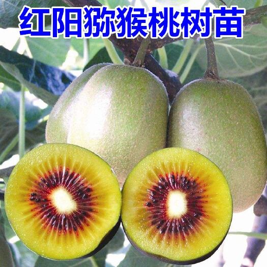 平邑县红阳猕猴桃苗 红阳猕猴桃果树果苗庭院阳台种植苗盆栽地栽南方北方当年结果树苗