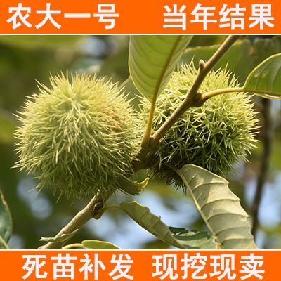 平邑县 农大一号板栗树苗四季好养水果苗阳台盆栽南方北方种植当年结果